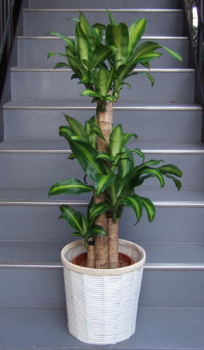 太い幹の上部にやわらかい質感の葉を付ける樹形の観葉植物