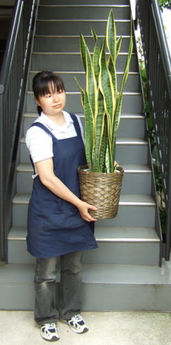 女性が持ち上げた様子