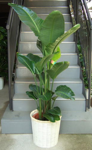 大ぶりの葉を左右に広げていく観葉植物