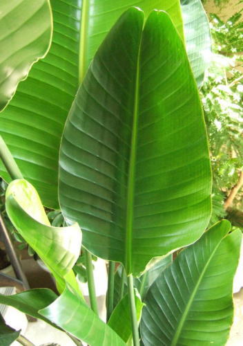 バナナの葉のようなイメージの大きな面を持つ葉姿