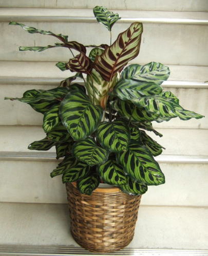 夜になると葉がぴんと上を向く変わった観葉植物