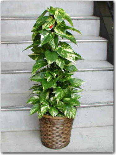 中央のポールに這わせて仕立てたツル性植物
