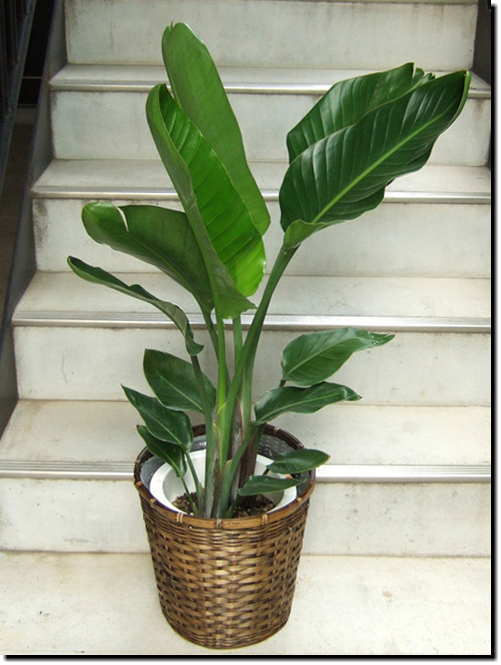 大きな面をもつ葉を左右に交互に出す樹形の観葉植物