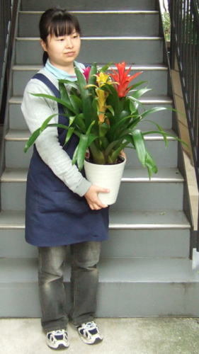 グズマニア3本立 観葉植物販売のアンジェリック