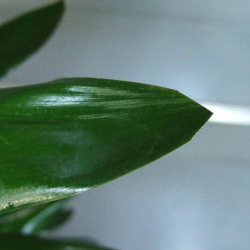 葉先は傷みやすいので、茶色くなった部分は切り取ります