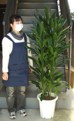 身長155cmの女性と170cmのグローカル