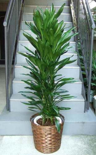 濃いグリーンの細葉をたくさん付けるコルディリネ属の観葉植物