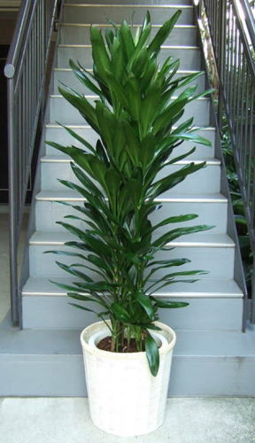 濃いグリーンの細葉をたくさん付けるコルディリネ属の観葉植物
