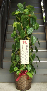 立札を付けたオキシカルジュームのイメージ画像