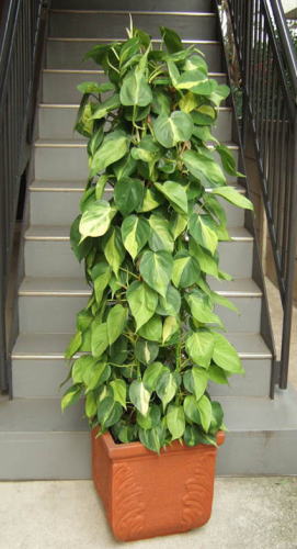 ツル性植物なので、支柱に這わせて仕立てています