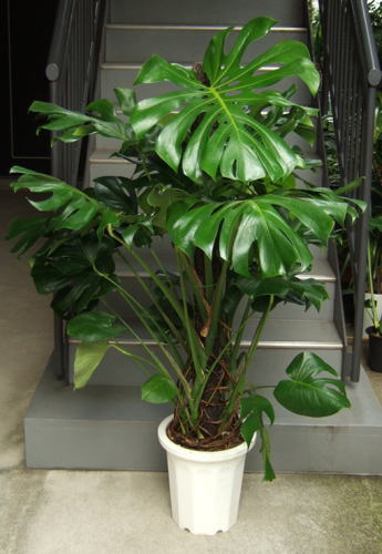 モンステラ デリシオーサ 10号 観葉植物販売のアンジェリック