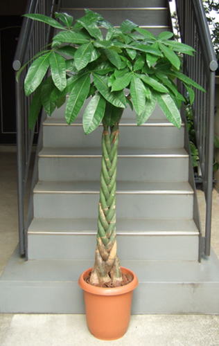 パキラ10号鉢 観葉植物販売のアンジェリック