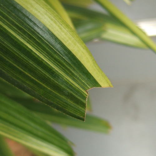葉先は傷みやすく、茶色くなった部分は切り取ります