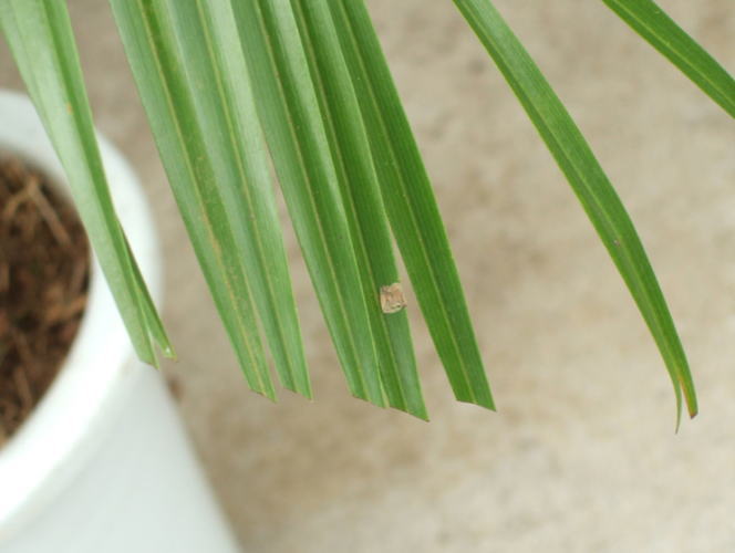 ハサミでカットした葉先
