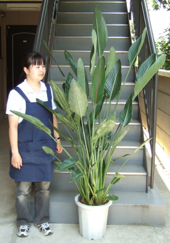 身長155cmの女性と190cmのレギネ
