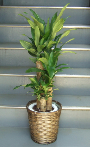 ドラセナ サンタローサ 幸福の木 観葉植物の育て方 スマートフォン版