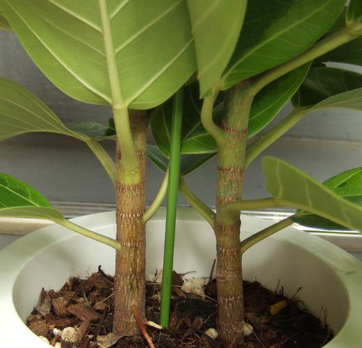 ストレートの幹が2本植え