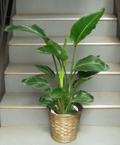 大きな面をもつ葉を左右に交互に出す樹形の観葉植物