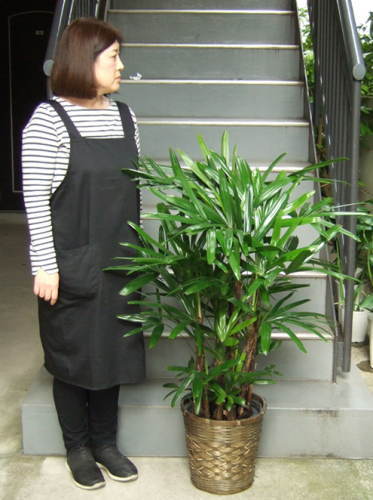 身長158cmの女性と120cmのカンノンチク