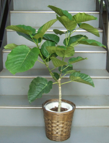 フィカス ウンベラータ7号鉢 観葉植物販売のアンジェリック フィカス ウンベラータ7号鉢 観葉植物販売のアンジェリック