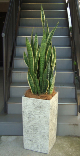 サンスベリア トラノオ 10号 2l ロングスクエア鉢カバー 観葉植物販売のアンジェリック
