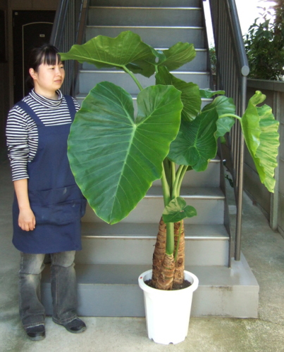 身長155cmの女性と160cmのクワズイモ