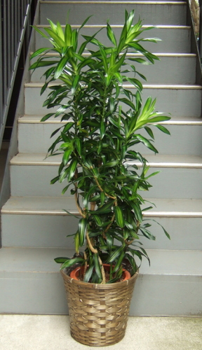 ソング オブ ジャマイカ8号鉢 観葉植物販売のアンジェリック