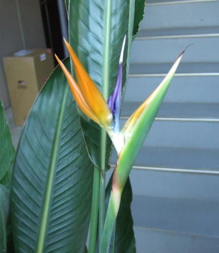 カラフルな青とオレンジが鶏冠のようで、鳥のように見えるレギネの花