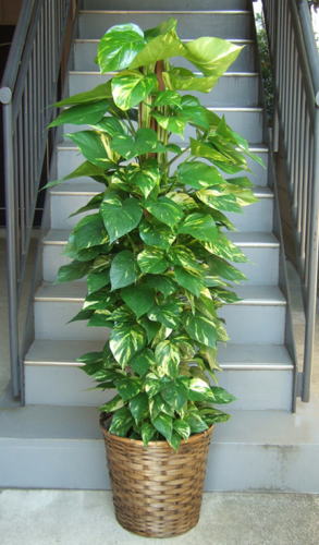 ポトス 大葉 10号 鉢カバー付 観葉植物販売のアンジェリック ポトス 大葉 10号 鉢カバー付 観葉植物販売のアンジェリック