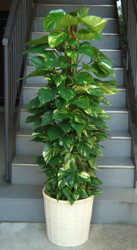 ツル性植物の支柱仕立て。支柱にツルを巻きつけています