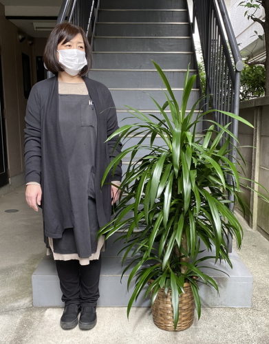 身長158cmの女性と140cmの青ドラセナ