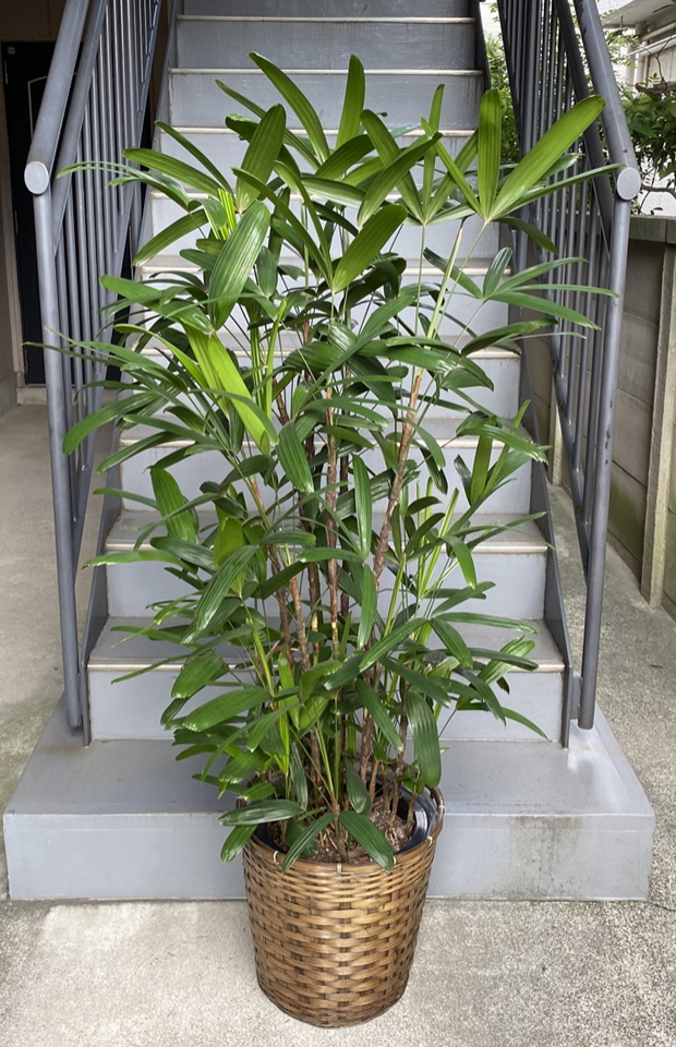 観音竹10号 鉢カバー付 観葉植物販売のアンジェリック 観音竹10号 鉢カバー付 観葉植物販売のアンジェリック