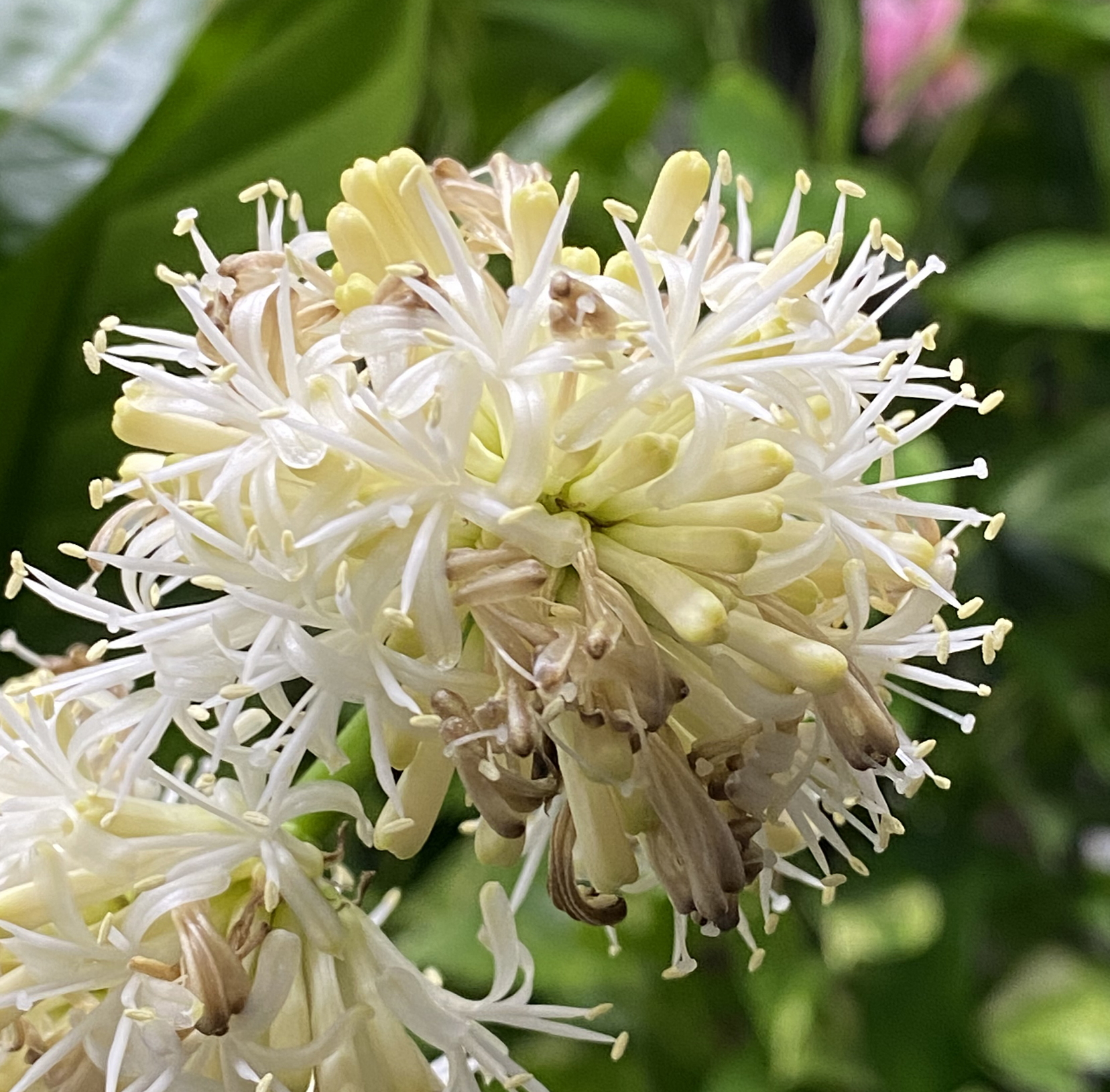 青ワネッキーの花のアップ