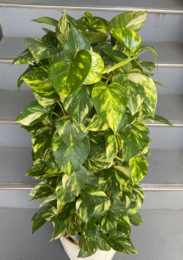 ポトス タワー 8号 観葉植物販売のアンジェリック