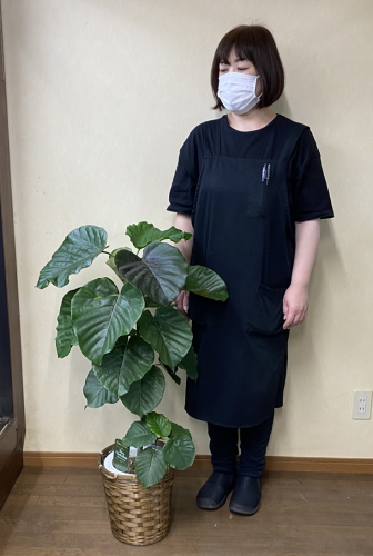 身長158cmの女性と100cmのウンベラータ