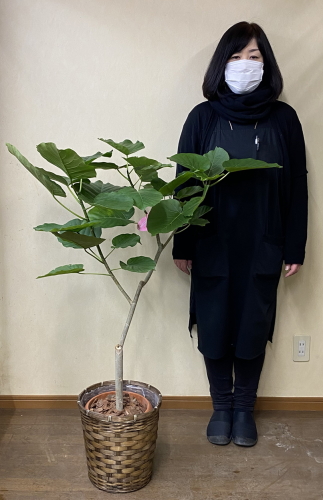 身長158cmの女性と120cmのウンベラータ