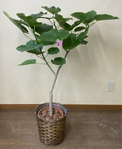 ハート型の葉と、白い幹