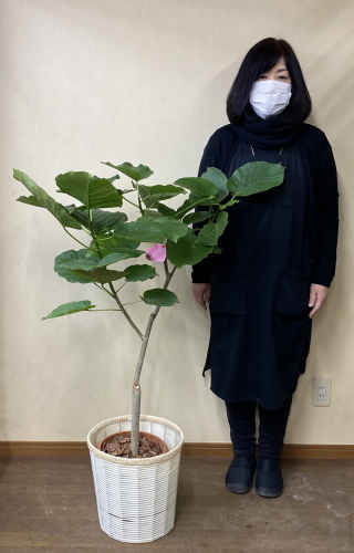 身長158cmの女性と120cmのウンベラータ
