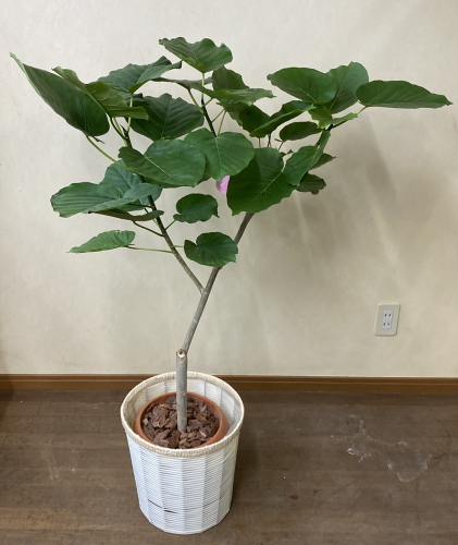 ハート型の葉と、白い幹