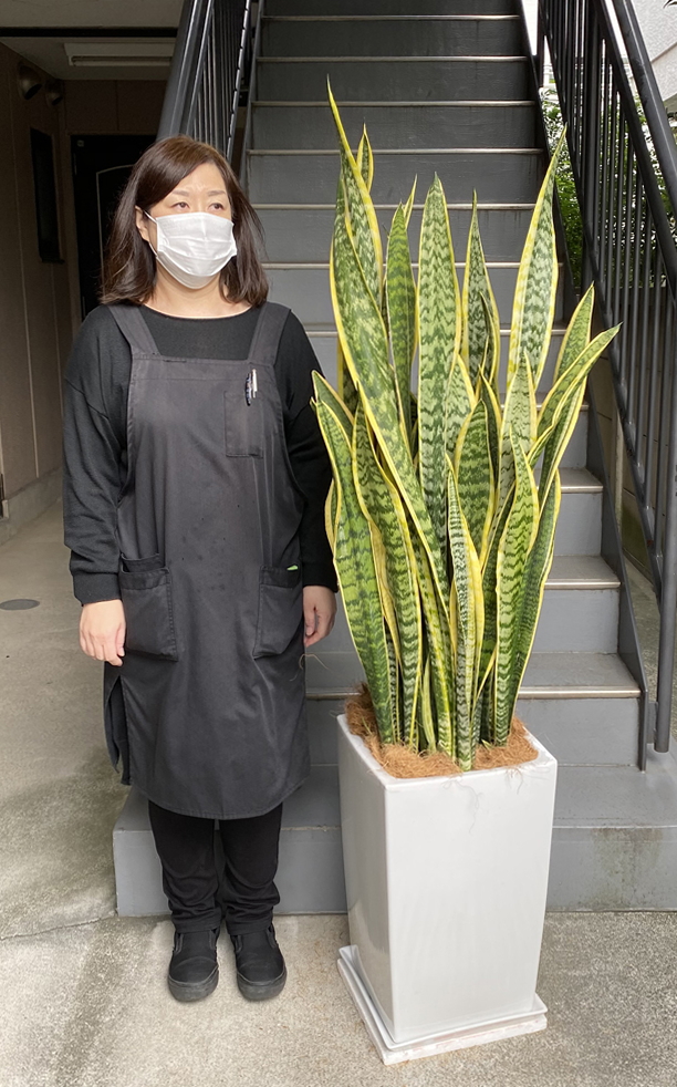 身長158cmの女性と、160cmのサンスベリア