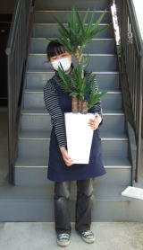 身長155ｃｍのモデルが、高さ1ｍｍの中型観葉植物を抱えたイメージ
