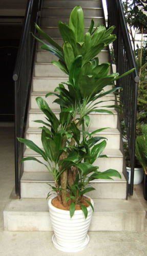 トップに複数の葉を茂らす中太の幹を数本植えてデザインした樹形