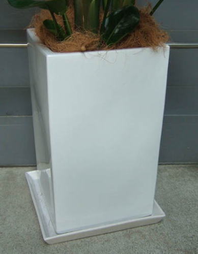 光沢のあるホワイトの化粧鉢で、巾32cm×高さ53cm。鉢土はヤシの繊維で隠します