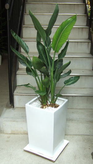 ストレリチア レギネ 観葉植物の育て方 スマートフォン版