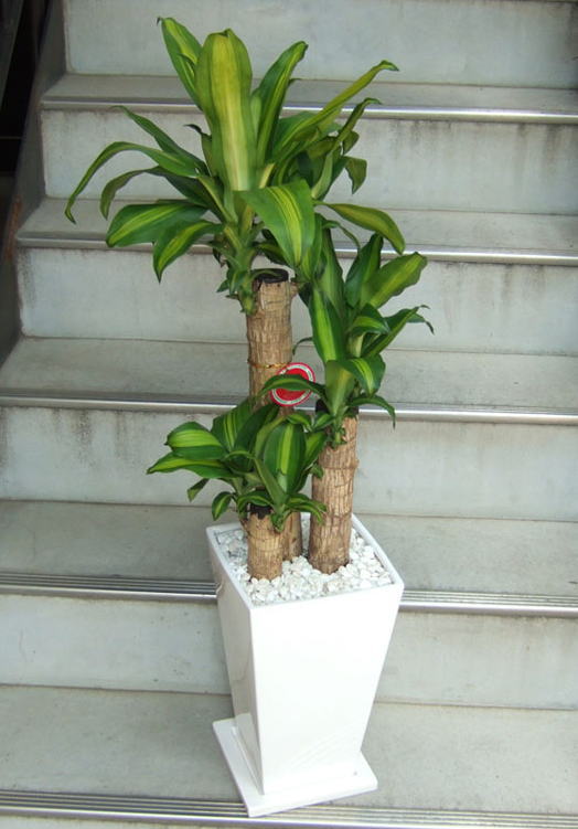 トップに葉を茂らせる幹を3本寄せ植えした樹形