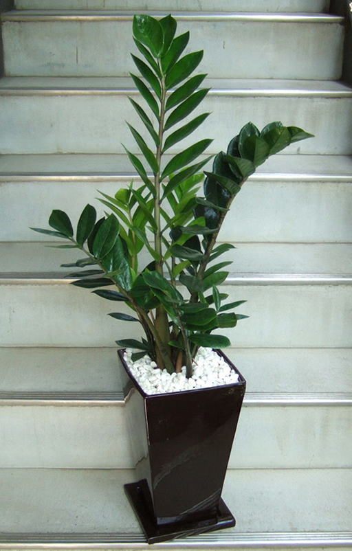 ザミア 鉢皿付き陶器鉢co 観葉植物販売のアンジェリック