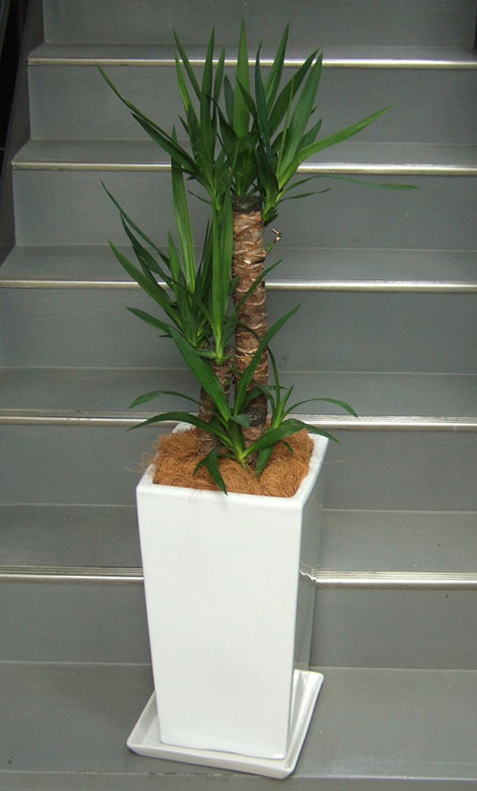 上部に葉を茂らせる幹3本を寄せ植えした樹形