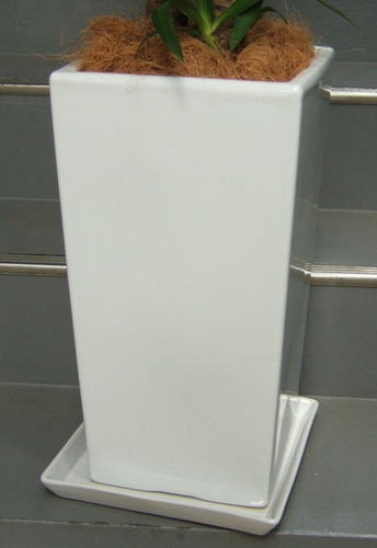 ツヤ有ホワイトの陶製スクエア鉢で巾25cm×高さ48cm。鉢土の表面を飾るヤシの繊維付