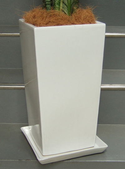 ツヤ有りホワイトの陶製スクエア鉢で、幅25cm×高さ48cm。鉢土の表面を覆うヤシの繊維付