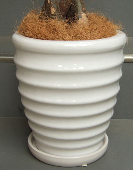 ツヤ有ホワイトで横縞模様の化粧鉢。巾25cm×高さ27cm。鉢土を隠すヤシの繊維付